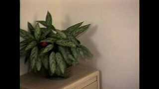 ���ිමසුම - Mr Peepers Nastiest Vol7 - දර්ශන 2